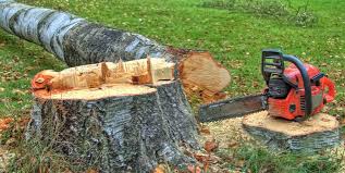 Best Emergency Tree Removal  in El Dorado Springs, MO