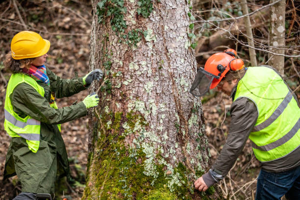 Professional Tree Removal Services in El Dorado Springs, MO