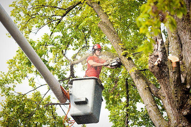 Best Tree Trimming and Pruning  in El Dorado Springs, MO