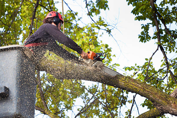 Best Arborist Consultation Services  in El Dorado Springs, MO