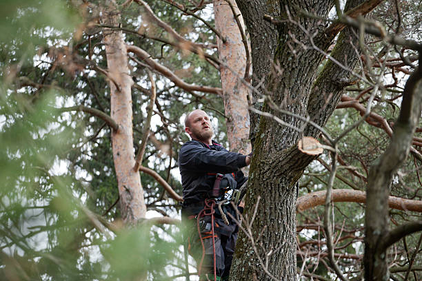 How Our Tree Care Process Works  in  El Dorado Springs, MO